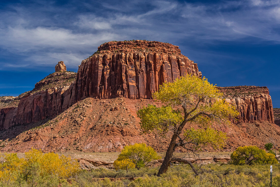 Autumn Fremont Cottonwoods, Populus fremontii, with sandstone mesas, in Indian Creek National Monument, formerly part of Bears Ears National Monument, southern Utah, USA