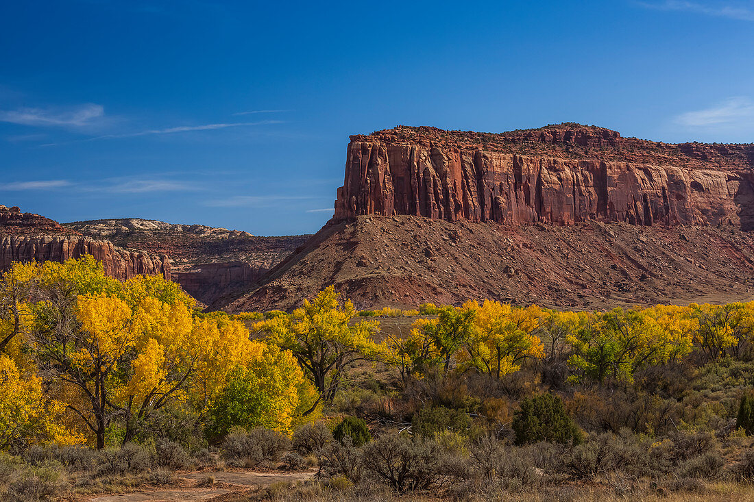 Autumn Fremont Cottonwoods, Populus fremontii, with sandstone mesas, in Indian Creek National Monument, formerly part of Bears Ears National Monument, southern Utah, USA