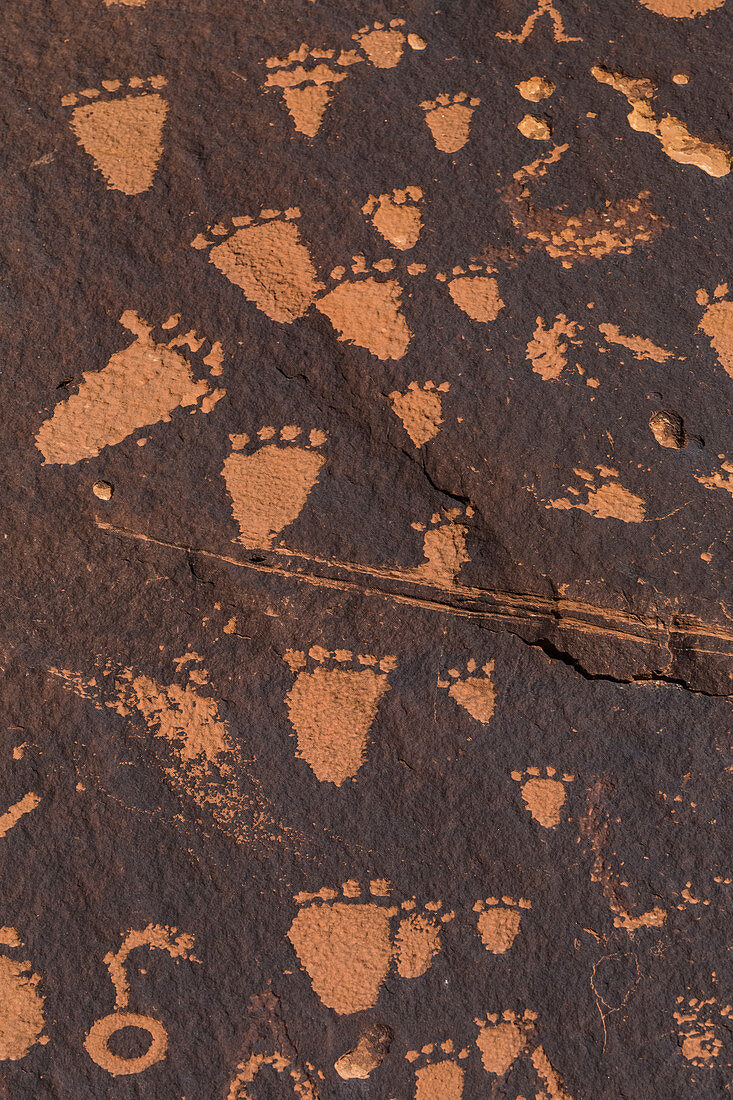 Petroglyphen von Tier- oder Menschenspuren, hergestellt vom Ute-Volk am Newspaper Rock im Indian Creek National Monument, ehemals Teil des Bears Ears National Monument im Süden von Utah, USA