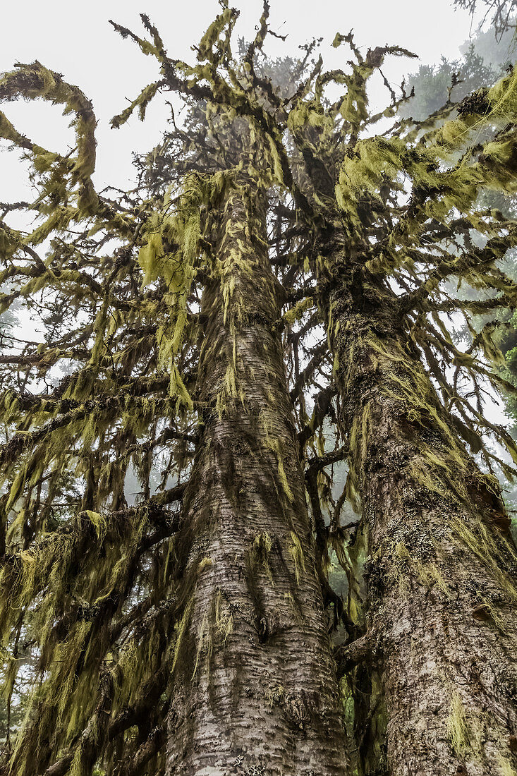 Witch's Hair Lichen, Alectoria sarmentosa, dripping from trunks and branches of fir trees along trail to Mount Townsend in the Buckhorn Wilderness, Olympic National Forest, Washington State, USA