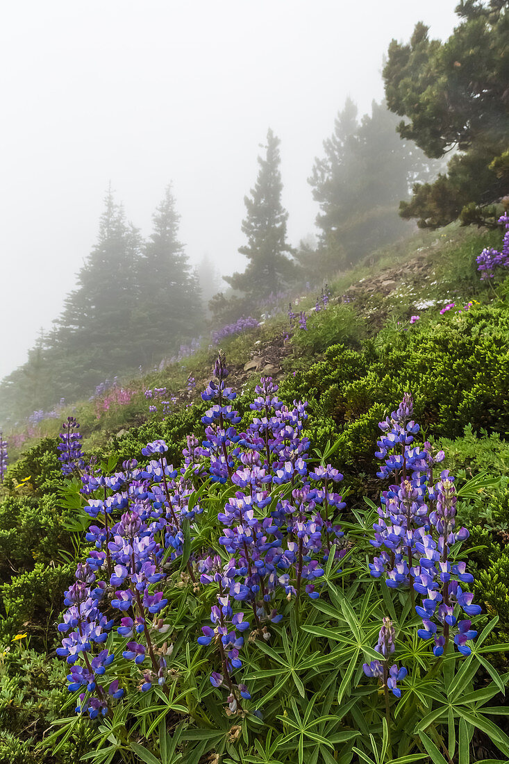Broadleaf Lupine, Lupinus latifolius, blooming on Mount Townsend in the Buckhorn Wilderness, Olympic National Forest, Washington State, USA