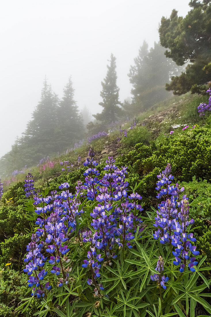 Laublupine ( Lupinus latifolius), blühend auf Mount Townsend in der Buckhorn Wilderness, Olympic National Forest, Bundesstaat Washington, USA