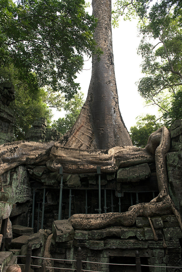 Cambodia; Siem Raep; Angkor; Temple of Ta Prohm; big root