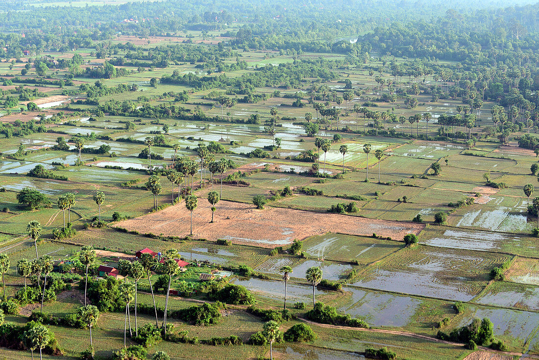 Cambodia, Siem Raep; around Angkor Vat, Rice-fields