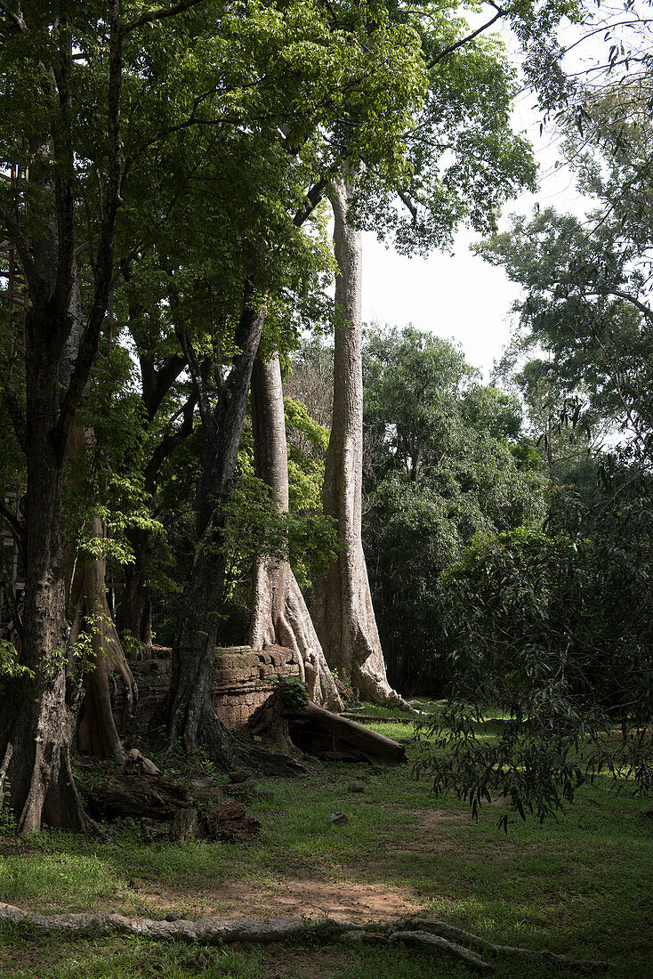 Kambodscha, Siem Raep, Angkor, Tempel von Ta Prohm, große Bäume