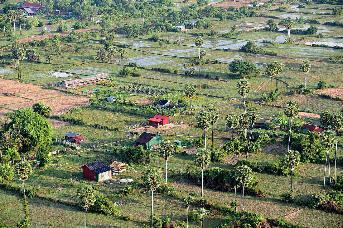 Kambodscha, Siem Raep, Angkor, Luftaufnahme, Reisfelder und Palmen