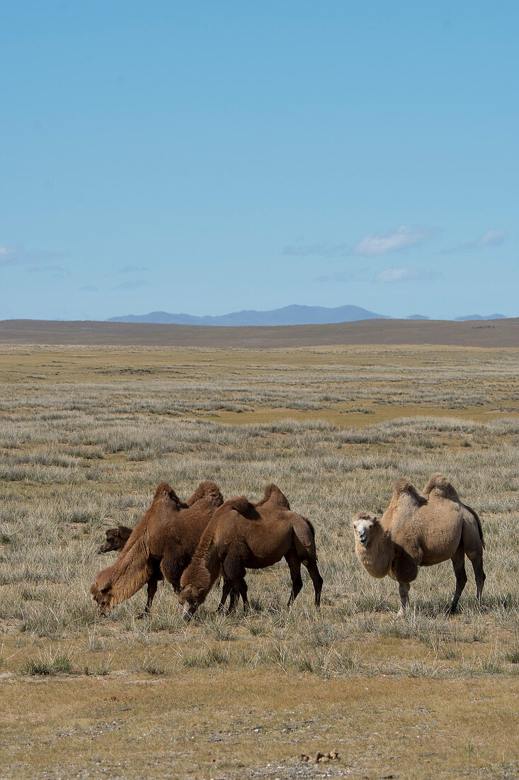 Eine Gruppe von Trampeltieren in der Wüste Gobi in der Südmongolei