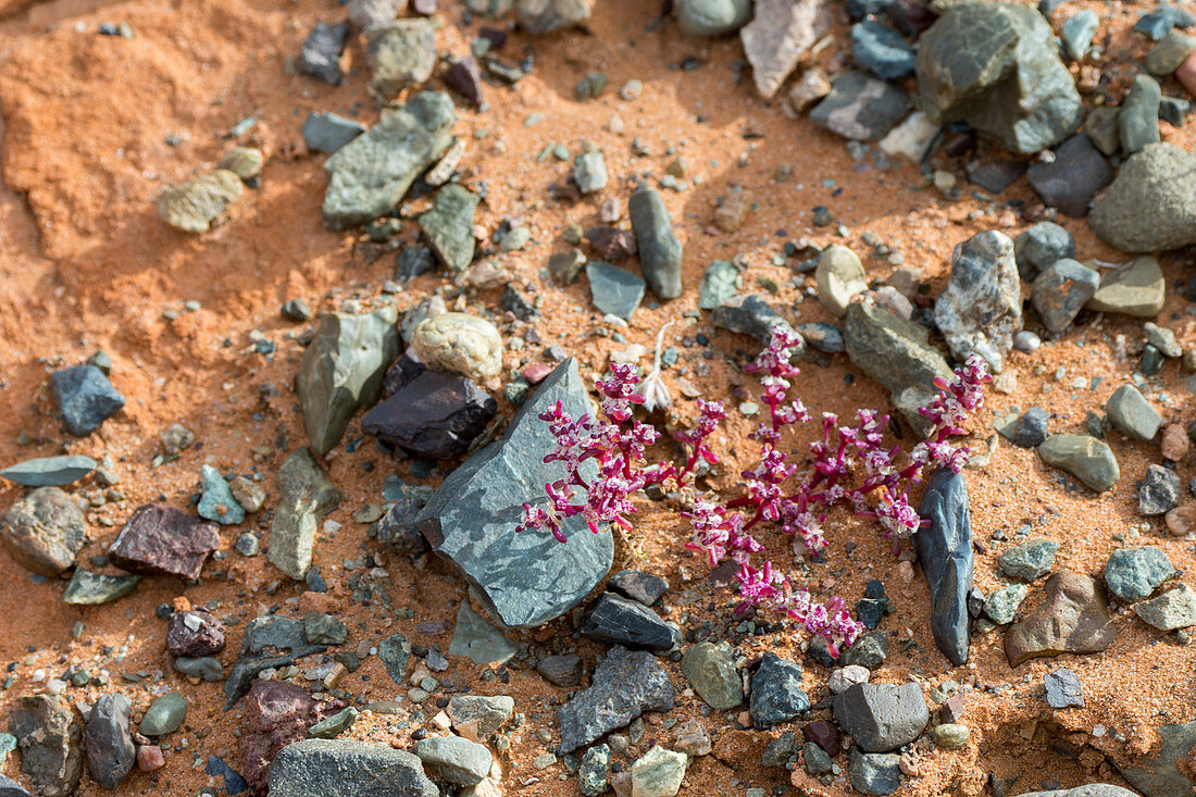 A flowering plant is growing under dry conditions at the Hongoryn Els sand dunes in the Gobi Desert in southern Mongolia.