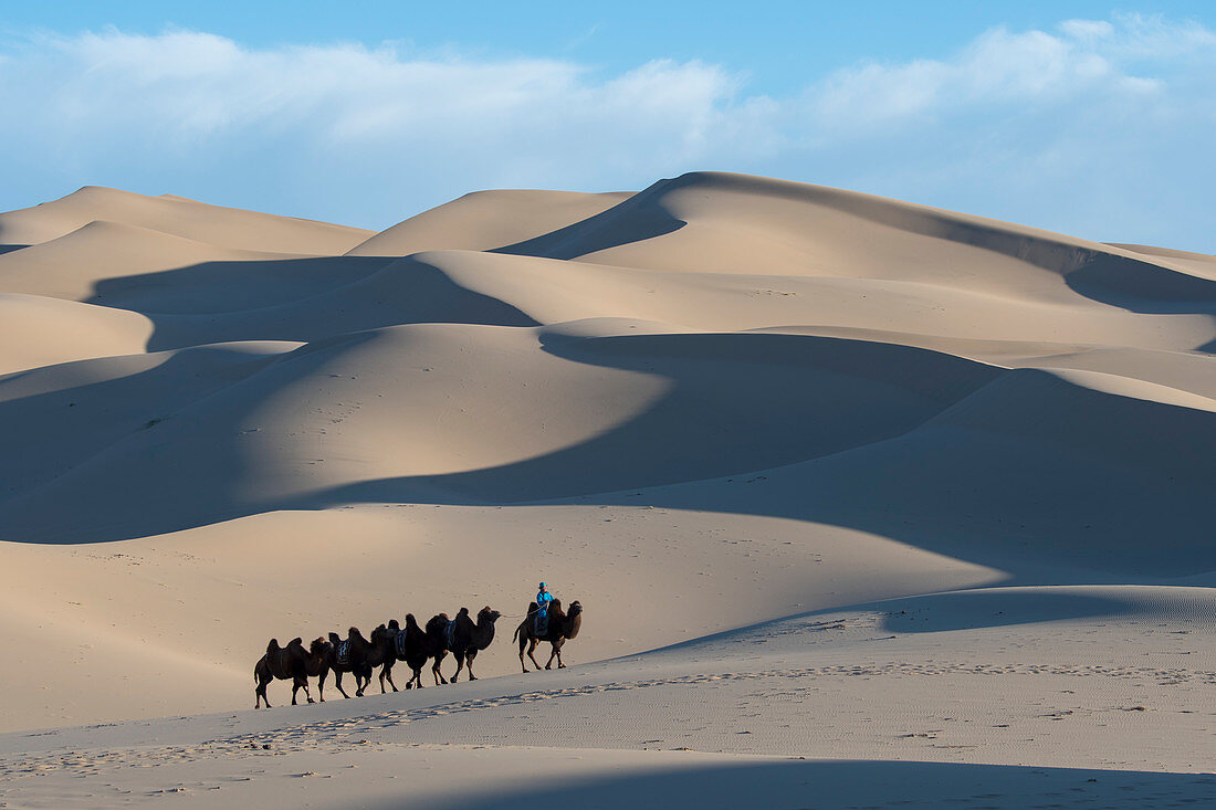 Mongolischer Hirt mit Trampeltier im Abendlicht auf den Sanddünen von Hongoryn Els in der Wüste Gobi im Nationalpark Gobi Gurwan Saichan in der Südmongolei