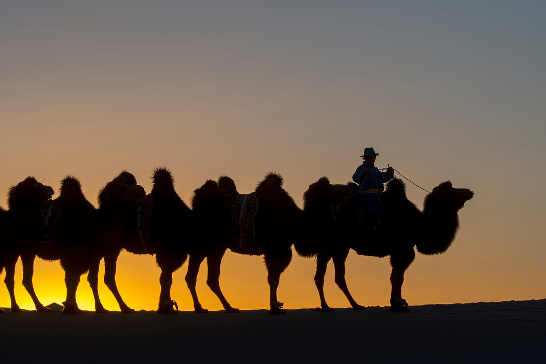 A Mongolian herder is riding with Bactrian camels at sunset on the Hongoryn Els sand dunes in the Gobi Desert, Gobi Gurvansaikhan National Park in southern Mongolia.