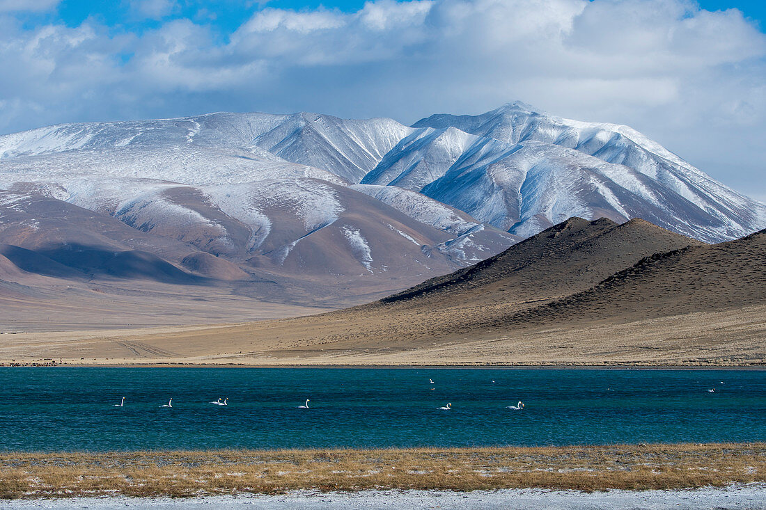 Der Shar-Nurr-See mit Singschwänen (Cygnus cynus) und das Altai-Gebirge in der Nähe der Stadt Ulgii (Ölgii) in der Provinz Bajan-Ölgii in der westlichen Mongolei