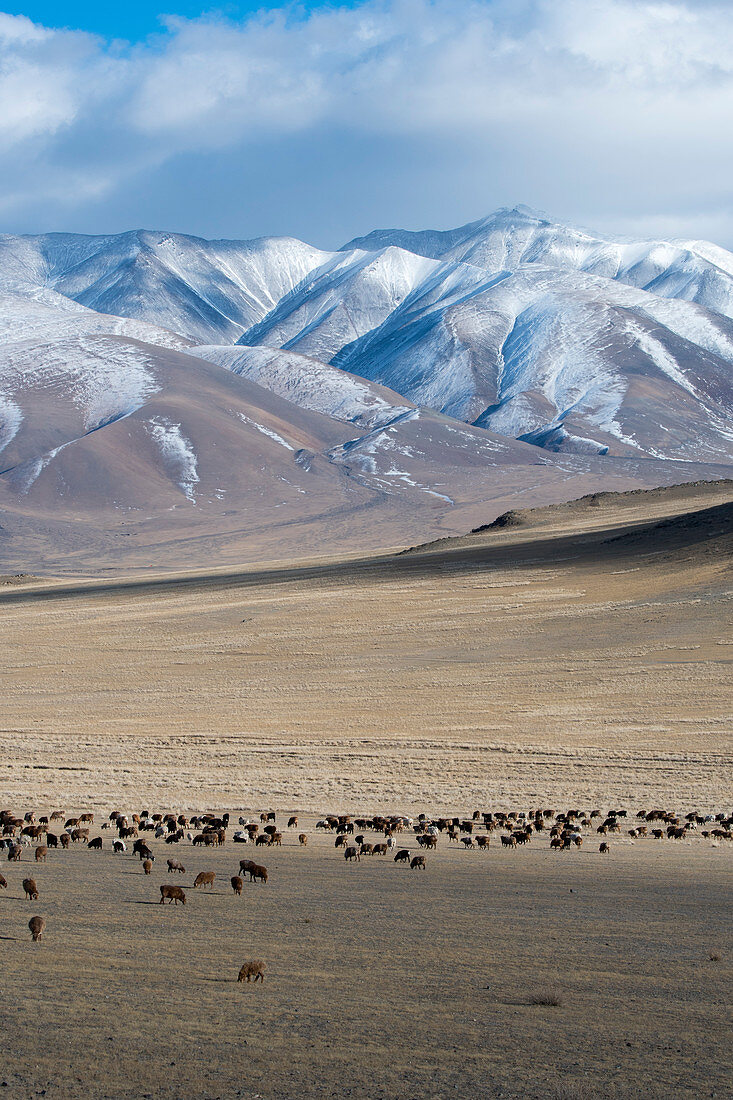 Eine Schafherde weidet in einem Tal des Altai-Gebirges nahe der Stadt Ulgii (Ölgii) in der Provinz Bajan-Ölgii in der Westmongolei