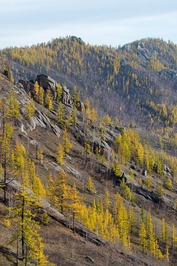 Blick vom Ariyabal-Meditationstempel mit dahurischen Lärchen (Larix gmelinii) im Gorchi-Tereldsch-Nationalpark, 60 km von Ulaanbaatar, Mongolei, entfernt