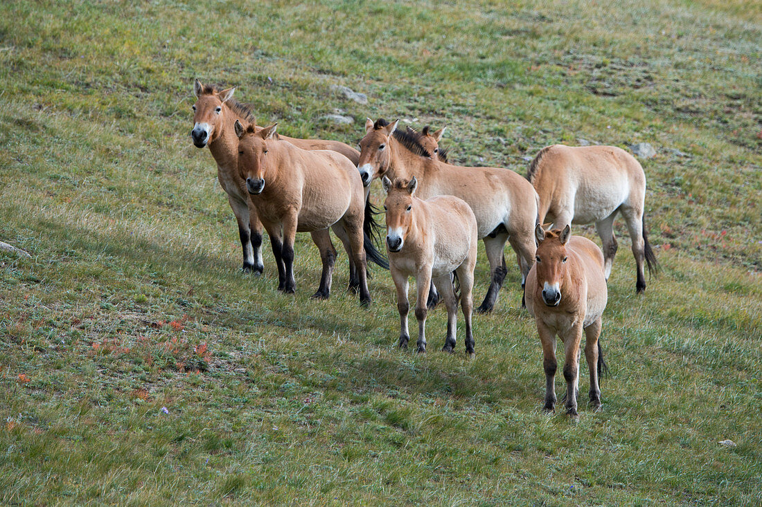 Eine Gruppe von Przewalski-Pferden (Takhi), eine vom Aussterben bedrohte Art, im Nationalpark Chustain Nuruu, Mongolei