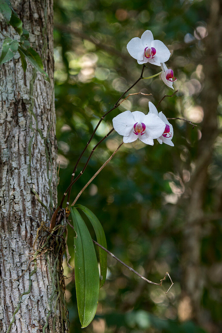 Orchids planted on trees at the Pet Cemetery cenote which is part of the Cenotes Sac Aktun system, near Tulum along the east coast of the Yucatan Peninsula on the Caribbean Sea in the state of Quintana Roo, Mexico.