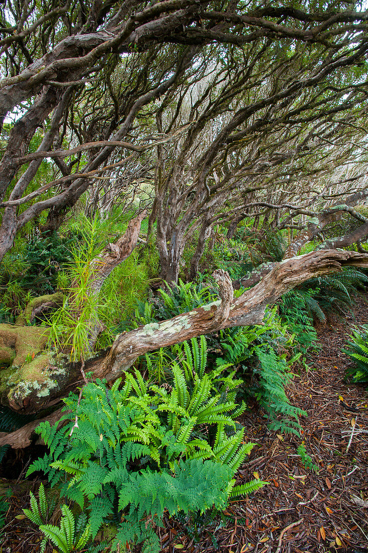 Farne wachsen im Rata-Wald auf Enderby Island, einer subantarktischen Insel im Archipel der Auckland-Inseln, Neuseeland