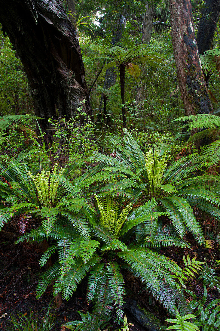 Farne wachsen im gemäßigten Regenwald des Vogelschutzgebiets auf Ulva Island, einer kleinen Insel in Paterson Inlet, Teil von Stewart Island vor der Südinsel in Neuseeland