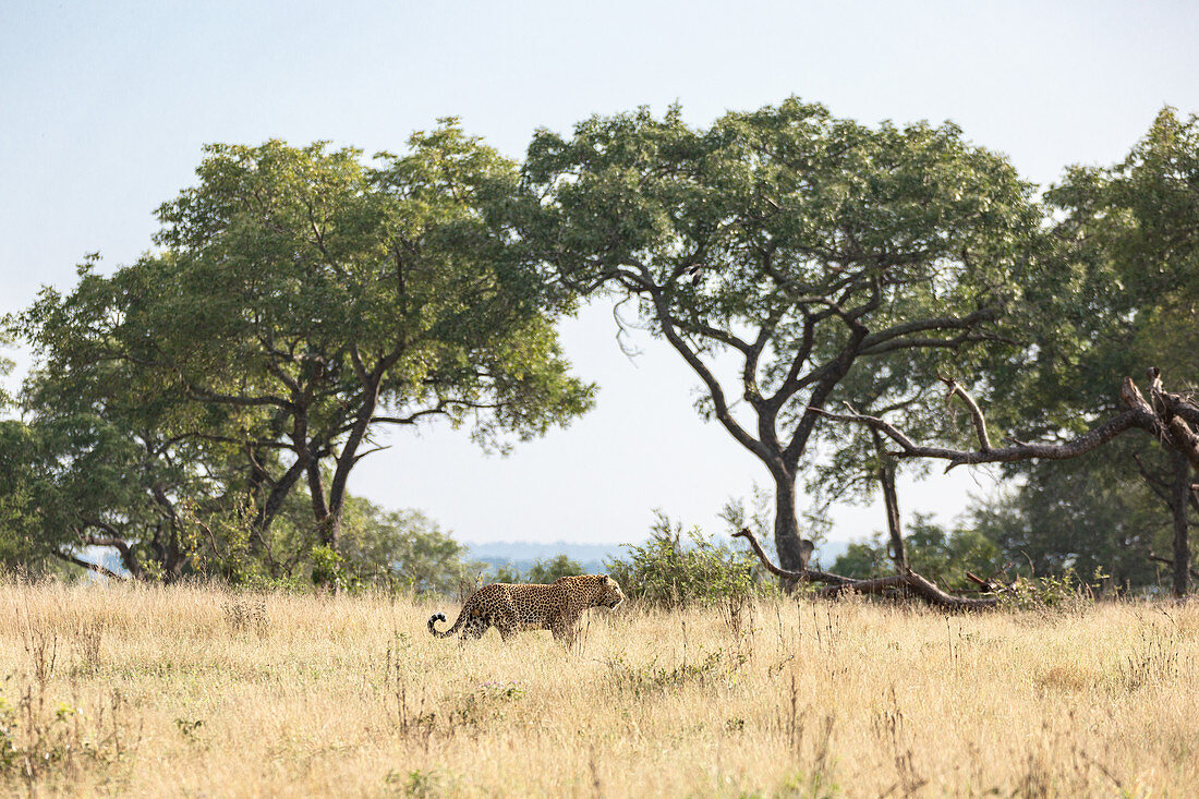 Leopard (Panthera pardus) durchquert offene Ebene im gelben Gras