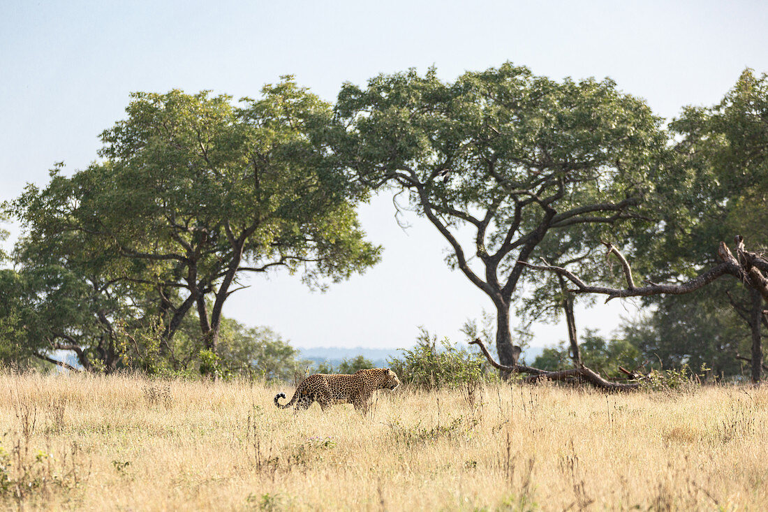 Leopard, Panthera pardus, walking through open plain in yellow grass.