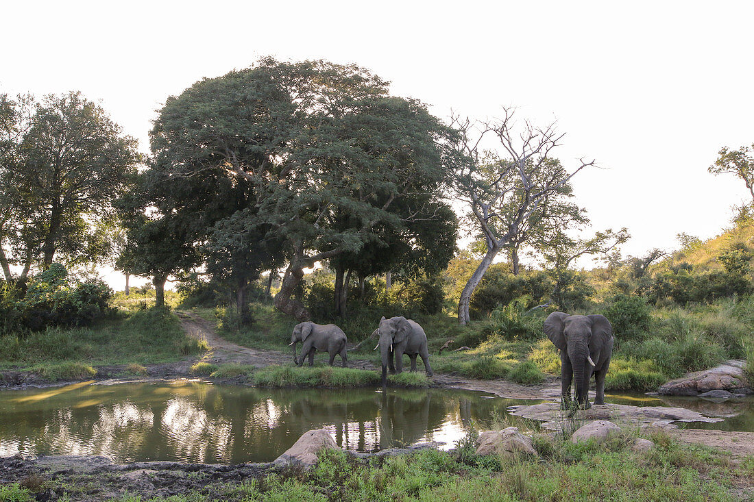 Eine Elefantenherde (Loxodonta africana) versammelt sich um ein Wasserloch, Baumreflexionen im Wasser