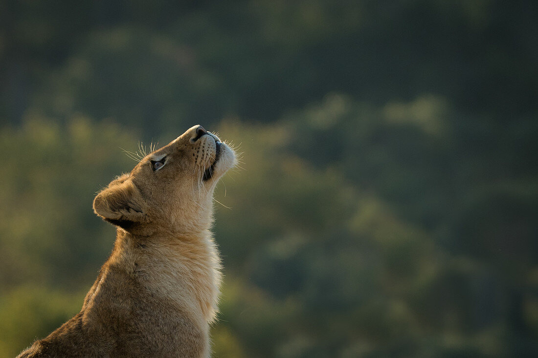 Side view of lion cub, Panthera leo, head raised.