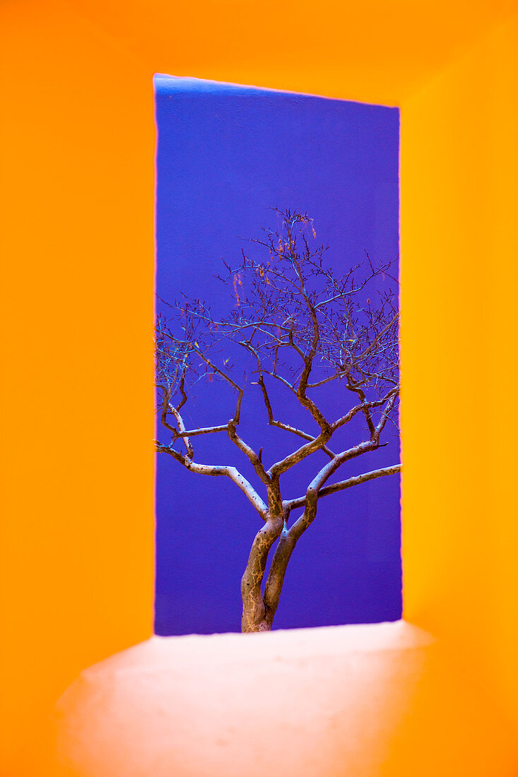 A vibrant yellow window framing a tree with bare branches against blue sky