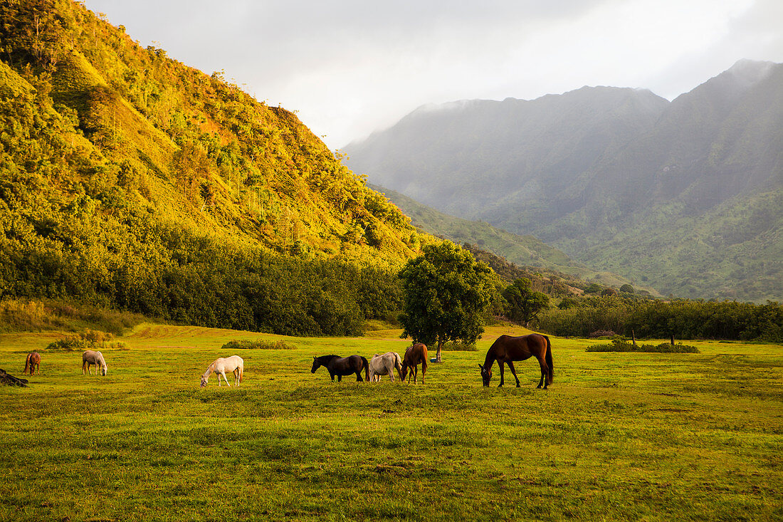 Pferde grasen auf einer Wiese bei Sonnenuntergang, Kauai, Hawaii