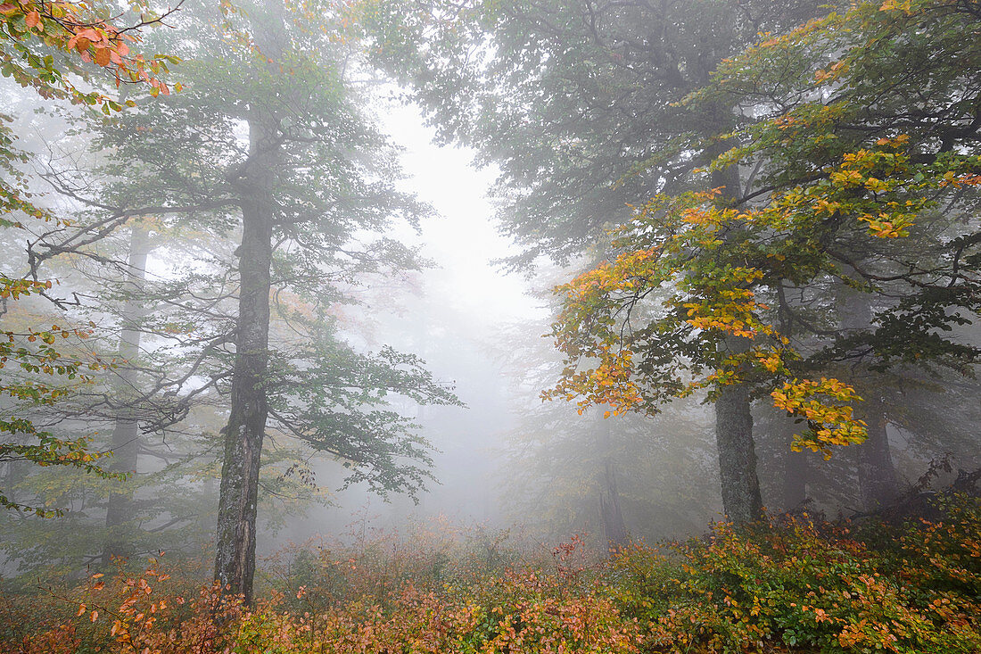 Ukraine, Region Transkarpatien, Karpaten, Borschawa, Hügelland Munchel, Herbstwälder im Morgennebel
