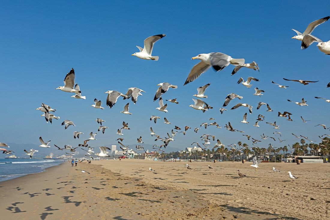 Möwenschwarm startet vom Strand von Santa Monica