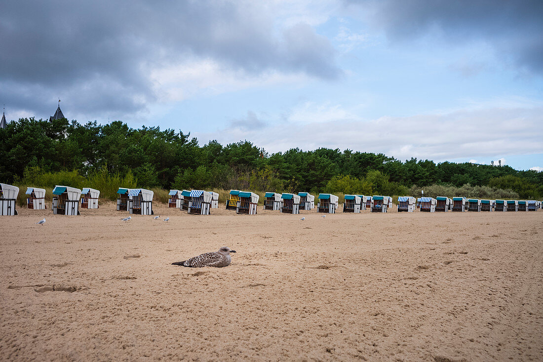 Sitting seagull on the beach on Usdeom row of beach chairs, forest in the background cloudy sky, Usedom, Mecklenburg-Western Pomerania, Germany