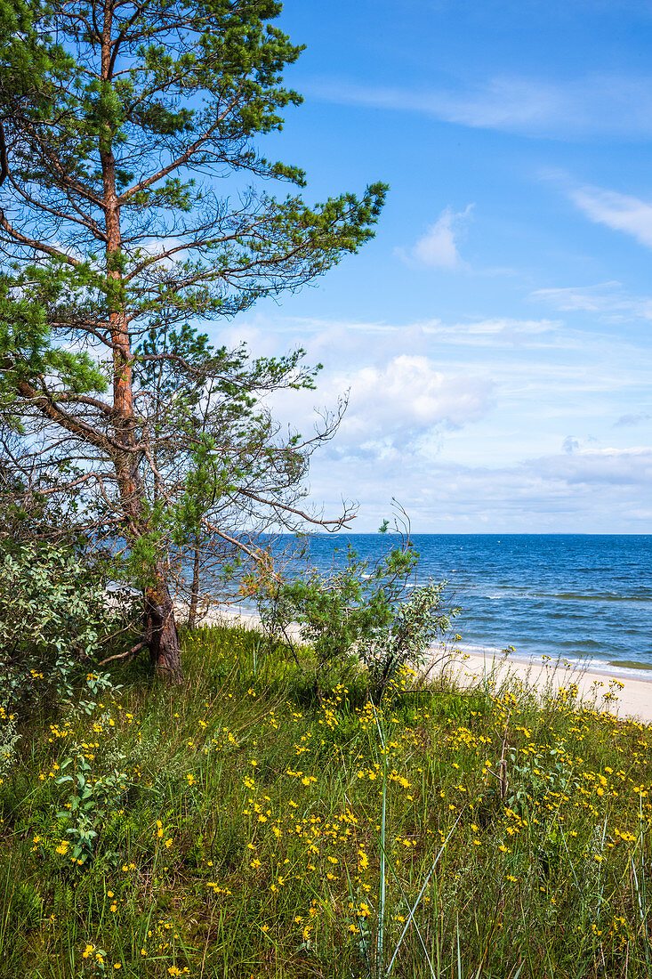 Baltic Sea in Bansin from dune with pine and grass, blue summer sky slightly cloudy, Usedom, Mecklenburg-Western Pomerania, Germany