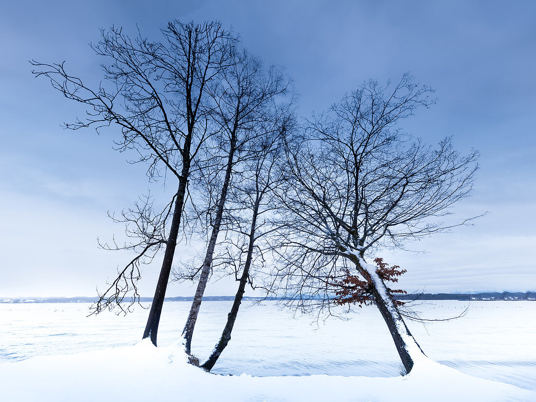 Trees on the banks of Lake Starnberg in winter with snow, Tutzing, Bavaria, Germany