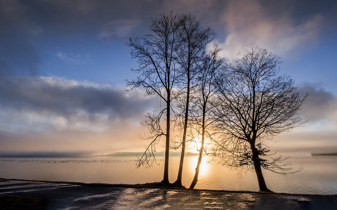 Bäume bei Sonnenaufgang am Ufer des Starnberger See, Tutzing, Bayern, Deutschland