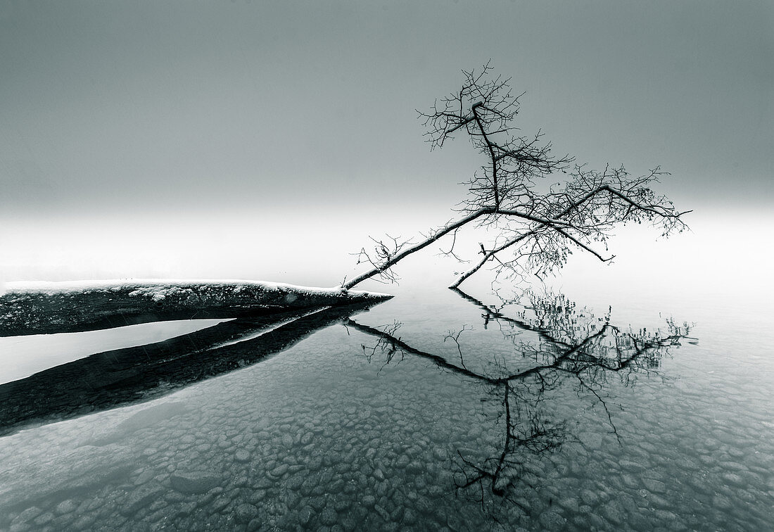 Beschneiter umgefallener im Wasser liegender Baum, Starnberger See, Bayern, Deutschland