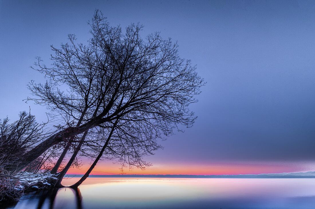 Tree in the park at sunrise on Lake Starnberg, Tutzing, Bavaria, Germany
