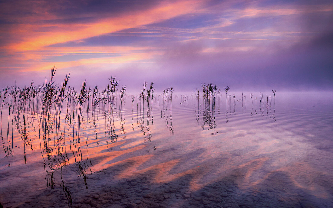 Reflecting clouds and reeds at sunrise on Lake Starnberg, Bavaria, Germany