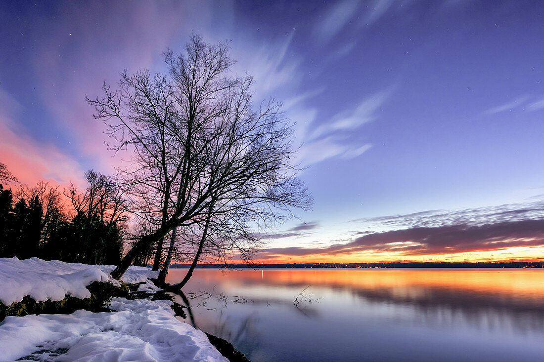 Kahler Baum an einem Wintermorgen bei Sonnenaufgang am Starnberger See, Tutzing, Bayern, Deutschland