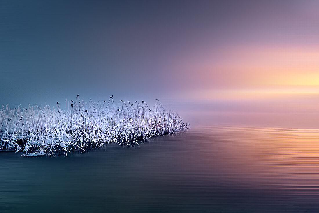 Frosty winter morning with frosted reeds at sunrise on Lake Starnberg, Bavaria, Germany