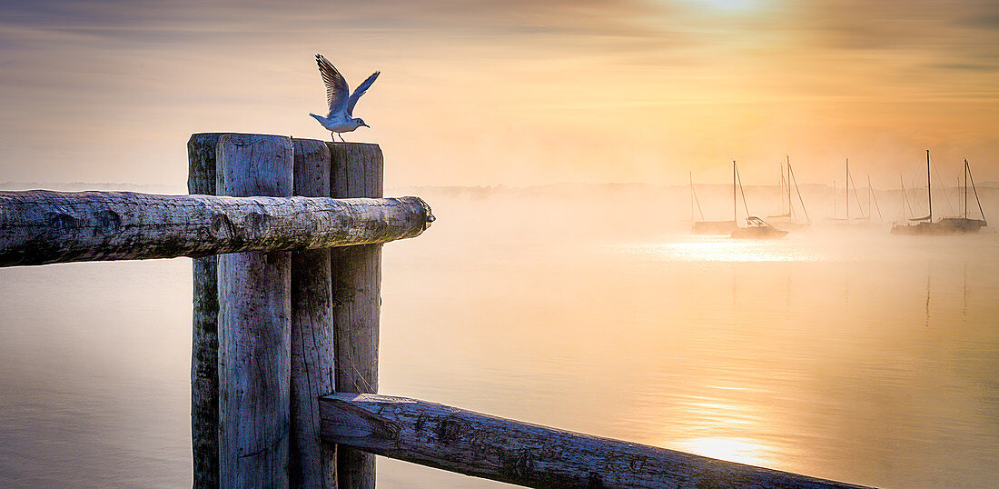 Seagull on a wooden post at sunrise on Lake Starnberg, Bavaria, Germany
