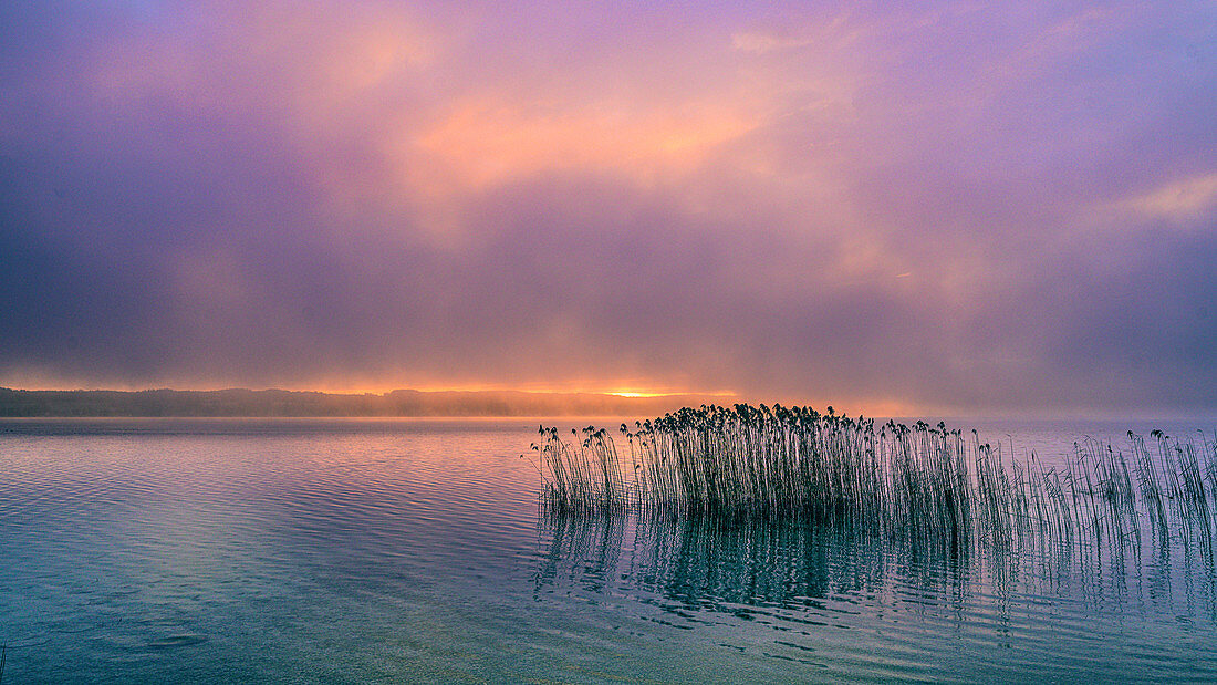 Reeds in the fog at sunrise on Lake Starnberg, Bavaria, Germany