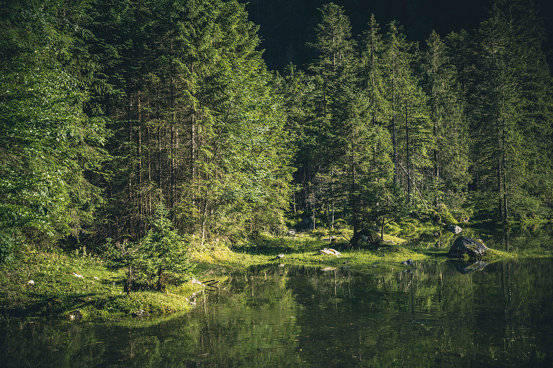 Stimmungsvoller Bergsee (Gosaulacke) mit Nadelbäumen am Ufer, Salzkammergut, Oberösterreich, Österreich