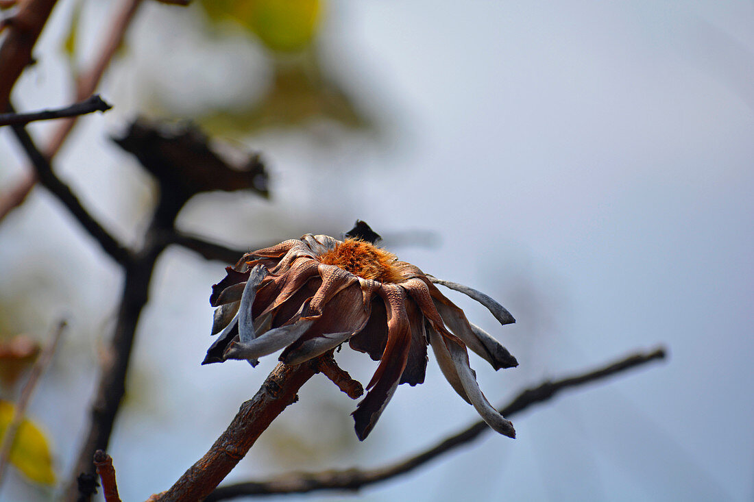 Malawi; Northern Region; Nyika Nationalpark; verblühte Blüte des Zuckerbusches
