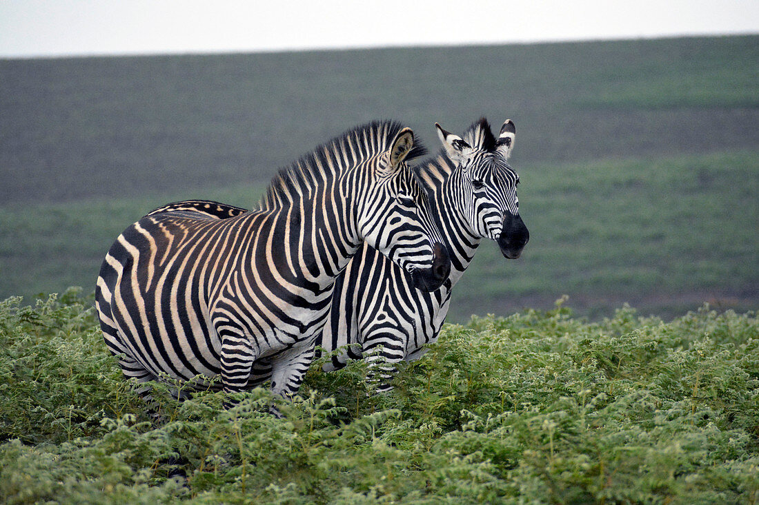 Malawi; Northern Region; Nyika National Park; Zebras on the Nyika plateau; almost treeless grassland and extensive fern meadows