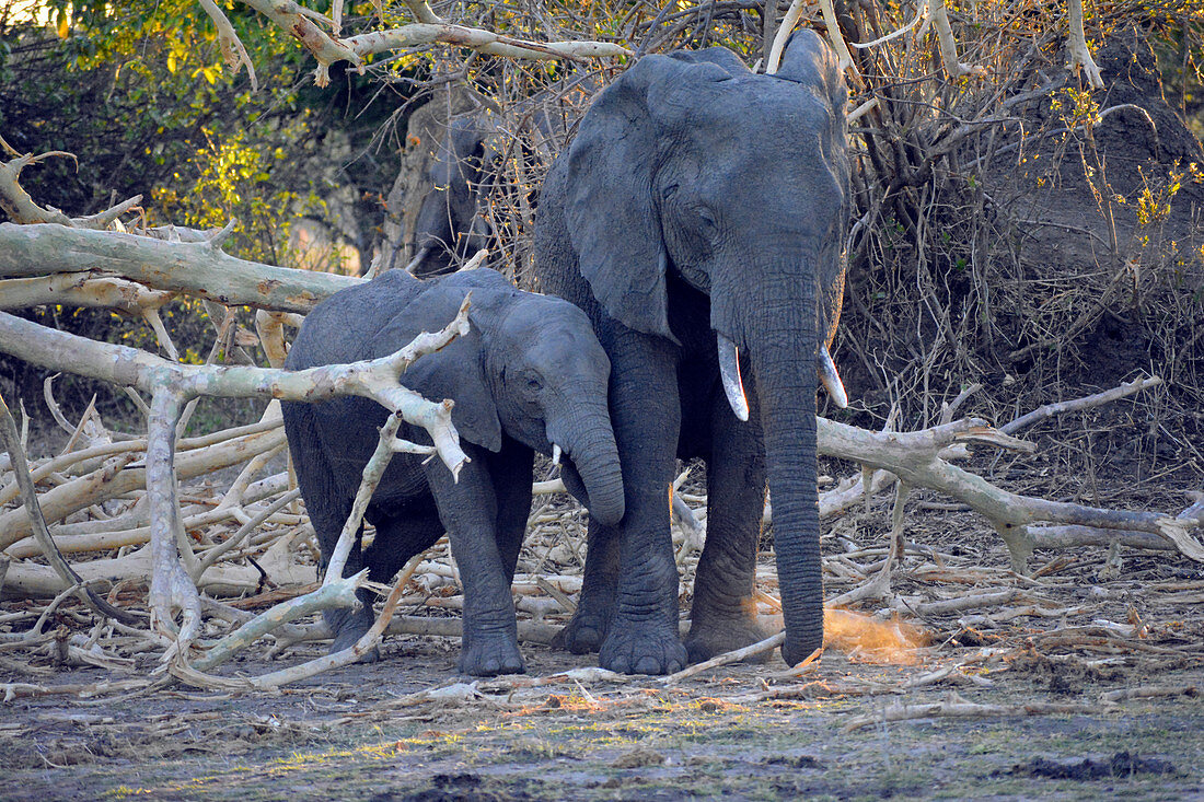 Malawi; Southern Region; Liwonde National Park; Elefantenmutter mit ihrem Jungen