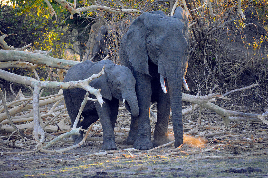 Malawi; Southern Region; Liwonde National Park; Mother elephant with her boy