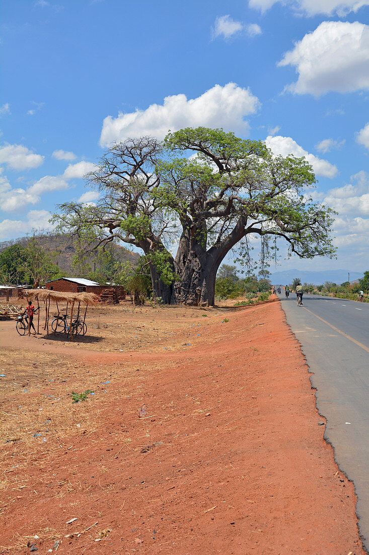 Malawi; Central Region; auf der Nationalstraße M5 Richtung Süden bei Chipoka; riesiger Baobab Baum an der M5