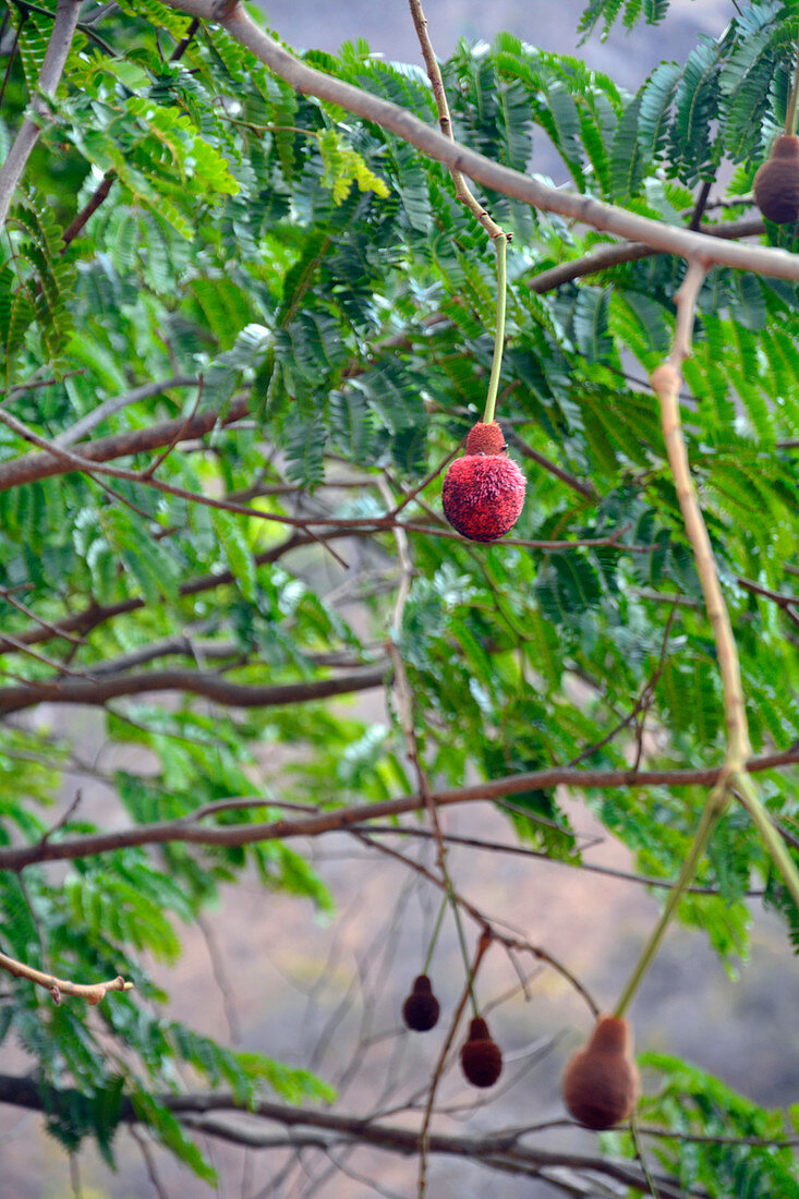 Malawi; Northern Region; an der Nationalstraße M1; nördlich von Mzuzu; Parkia-Baum mit roten Blüten