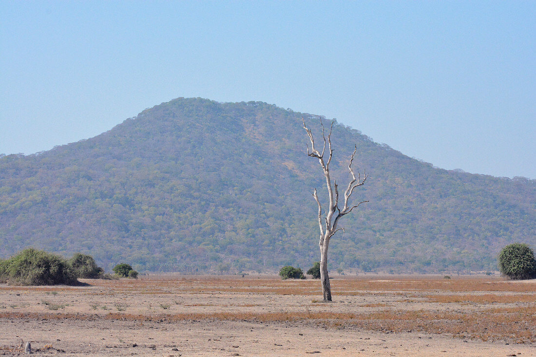 Malawi; Southern Region; Liwonde National Park; abgestorbener Baum in der Savanne; im Hintergrund bewaldeter Hügel im südlichen Park