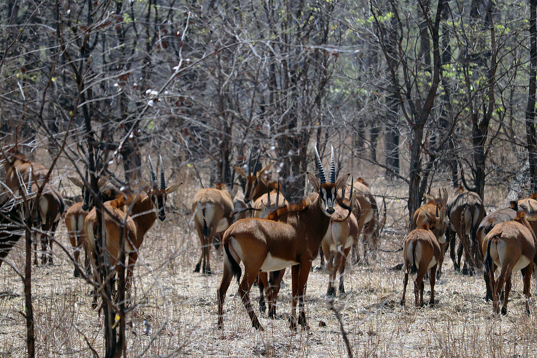 Malawi; Northern Region; Nyika Nationalpark; Antilopen auf dem Nyika Plateau