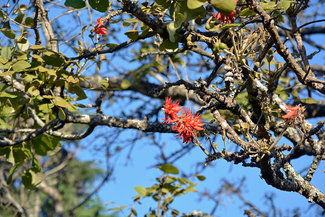 bright red flowers of an Abyssinian coral tree; Luwawa Forest; North Malawi